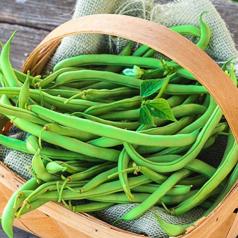 Early Contender Bush Bean Seed