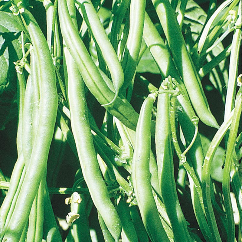 Kentucky Wonder Pole Bean Seed