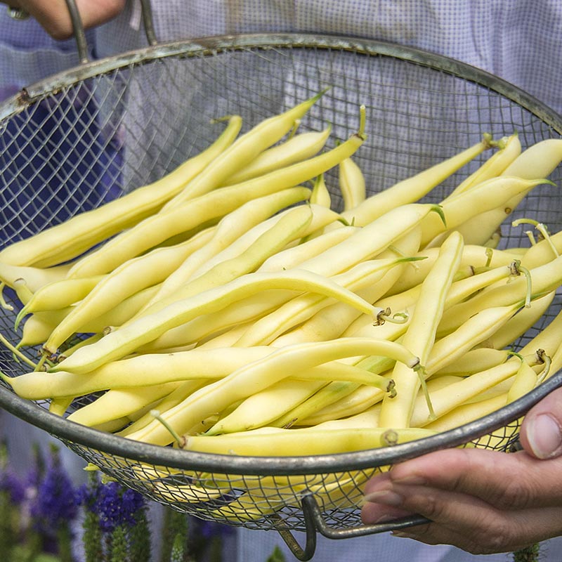 Improved Golden Wax Bush Bean Seed