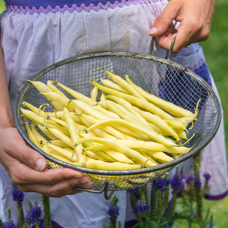 Improved Golden Wax Bush Bean Seed