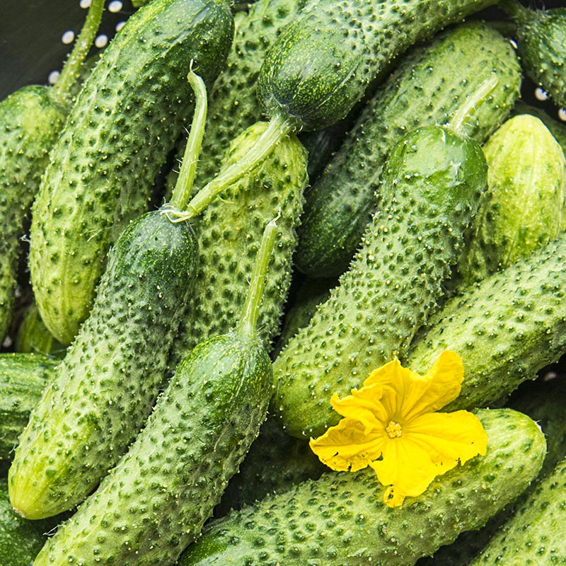 Miss Pickler Hybrid Pickling Cucumber Seed