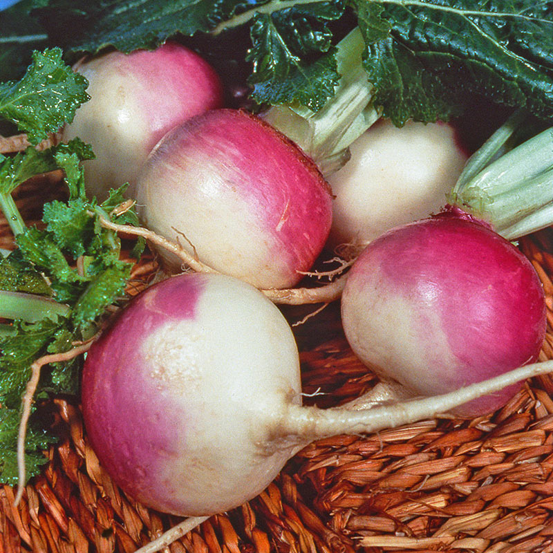 Purple Top White Globe Turnip Seed