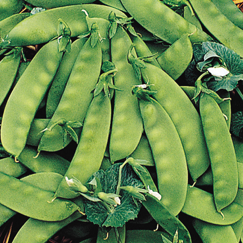 Oregon Sugar Pod II Snow Pea Seed