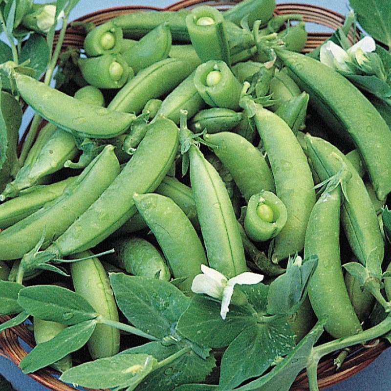 Sugar Snap Pea Seed