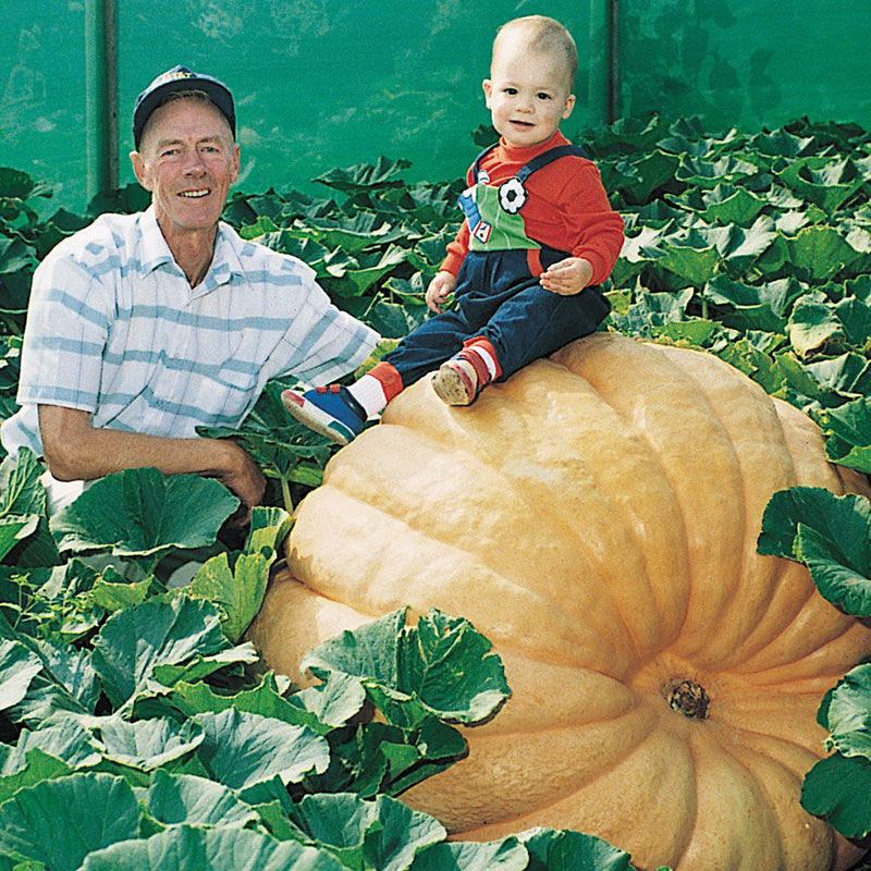 Dills Atlantic Giant Pumpkin Seed