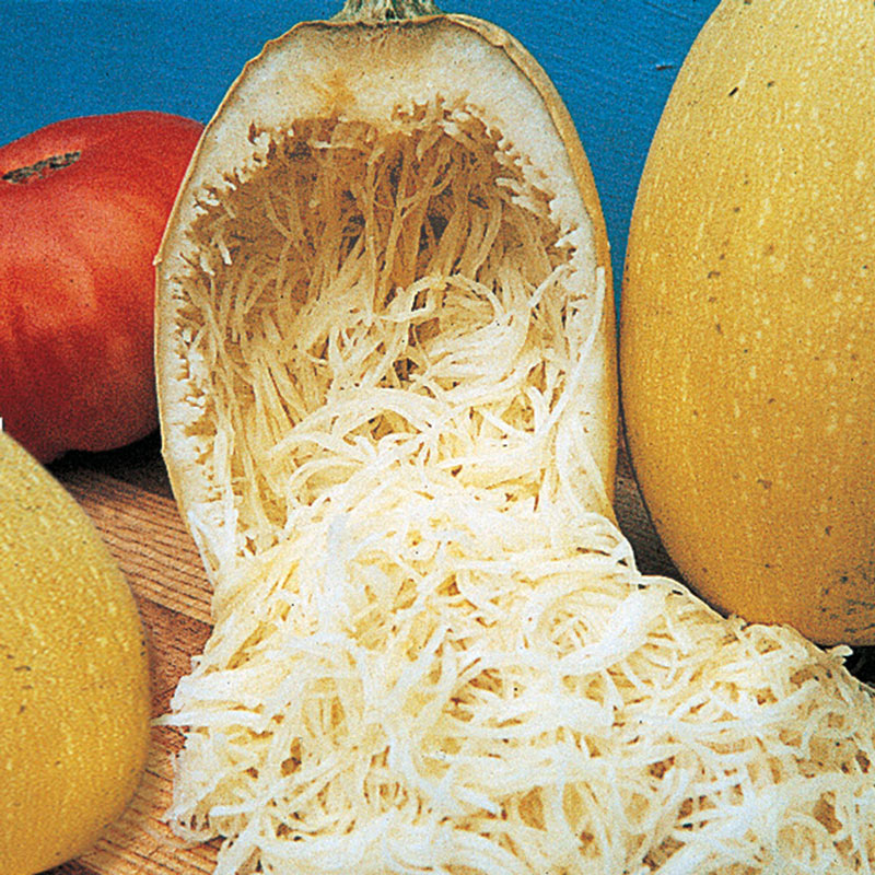 Vegetable Spaghetti Winter Squash Seed