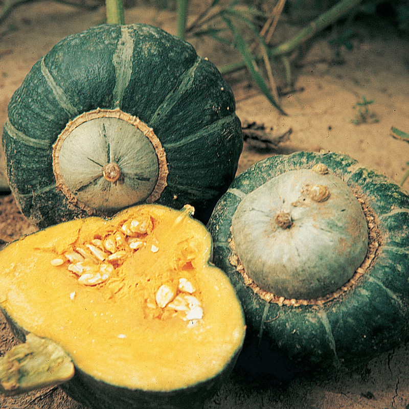 Buttercup Winter Squash Seed