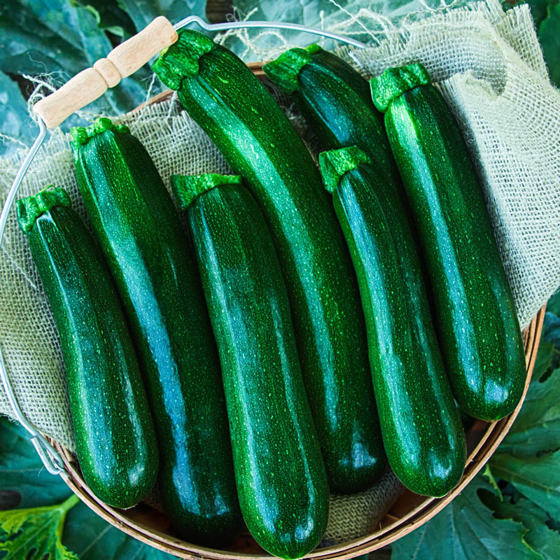 Jackpot Hybrid Zucchini Summer Squash Seed