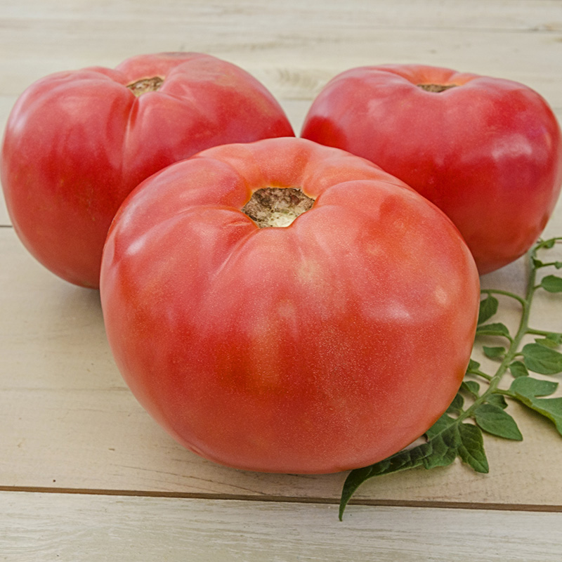 Brandywine Tomato