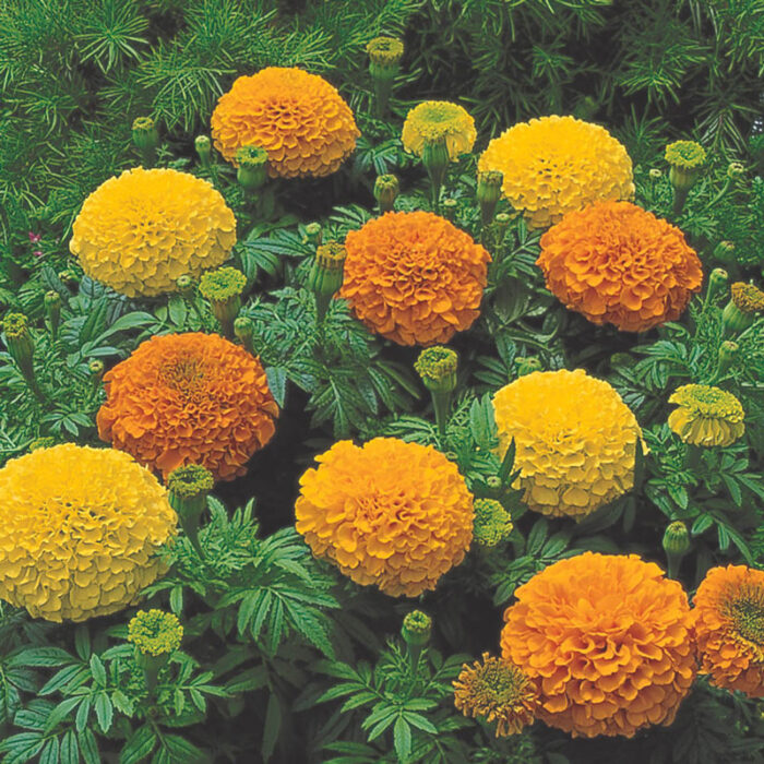 Marigold Inca II Seed Mix