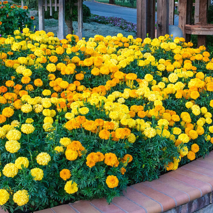 Marigold Inca II Seed Mix