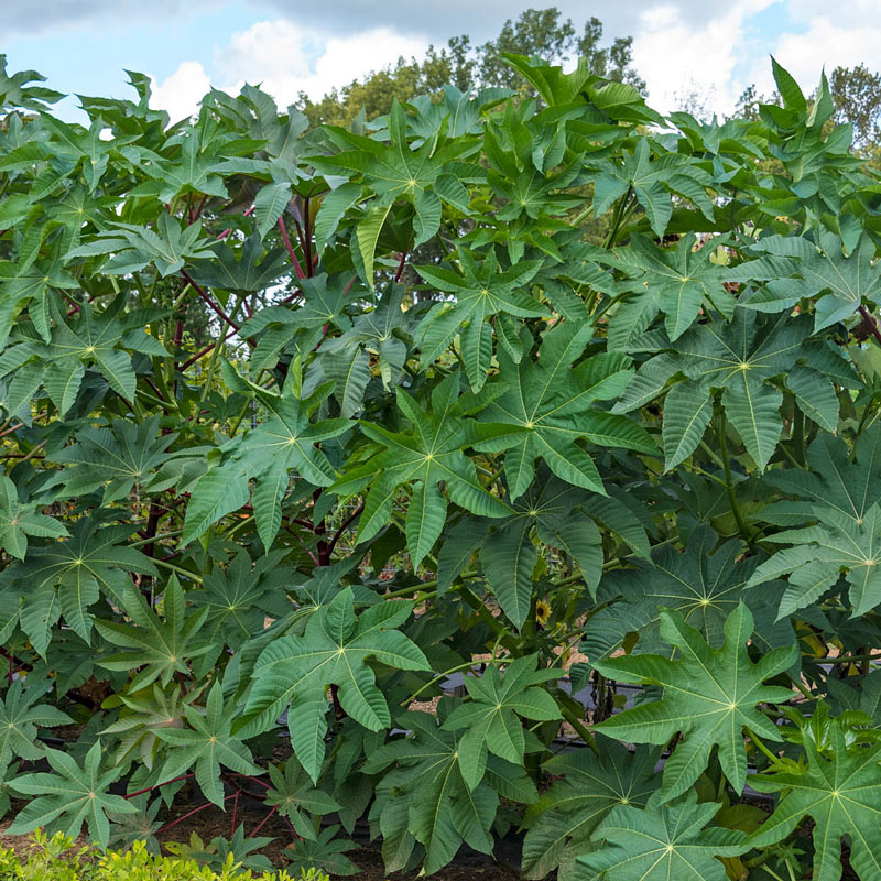 Castor Bean Seed