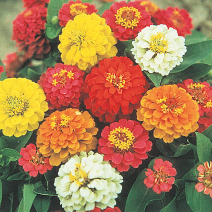 State Fair Zinnia Seed