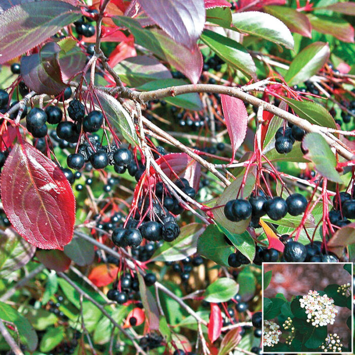 Aronia Tree