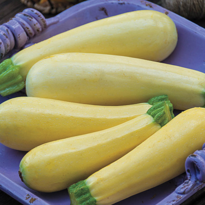 Chiffon Hybrid Summer Squash Seed