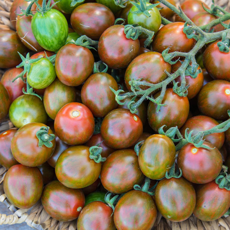 Chocolate Sprinkles Hybrid Tomato