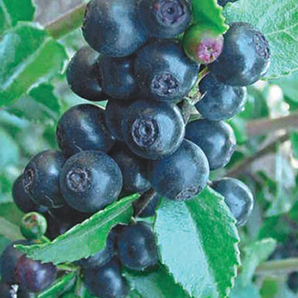 Huckleberry Plant