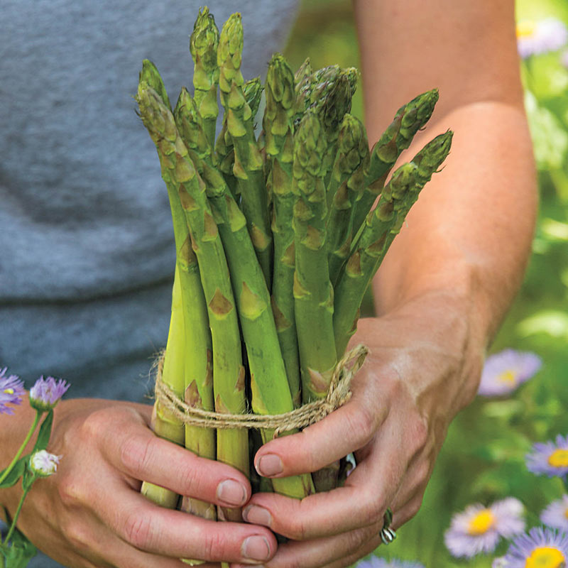 AsparaBest Asparagus Plant