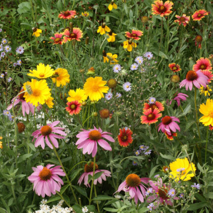 Honey Bee Flower Seed Mixture