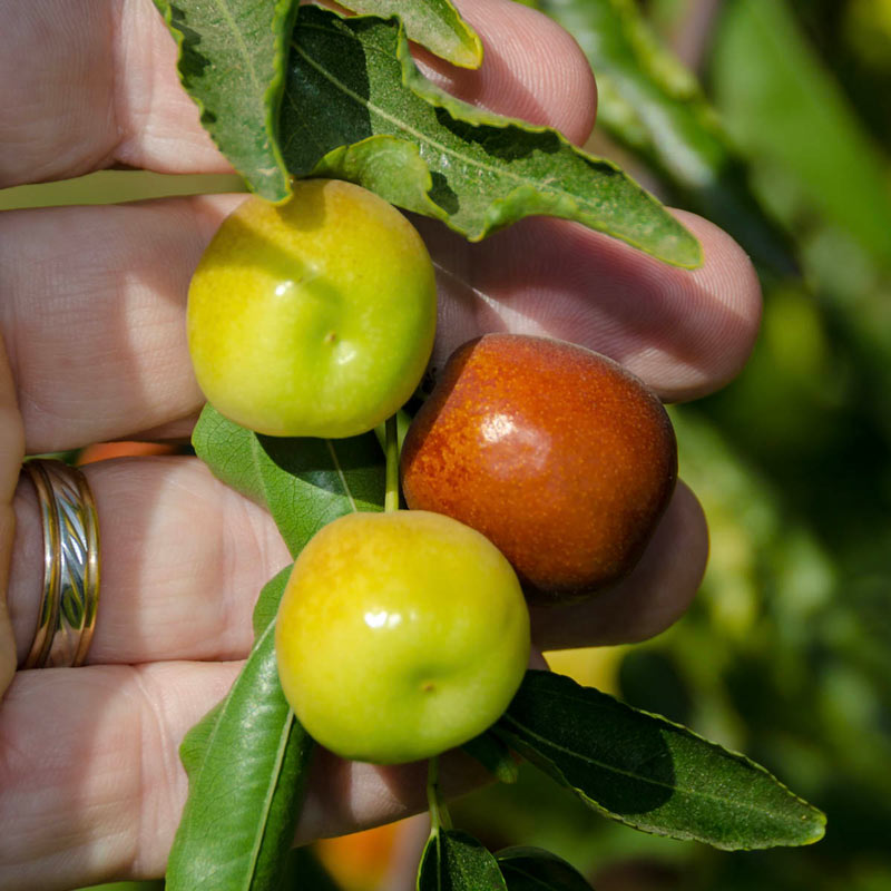 Honey Jar Jujube Tree