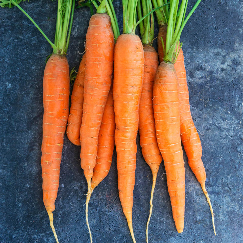 Napoli Hybrid Carrot Seed