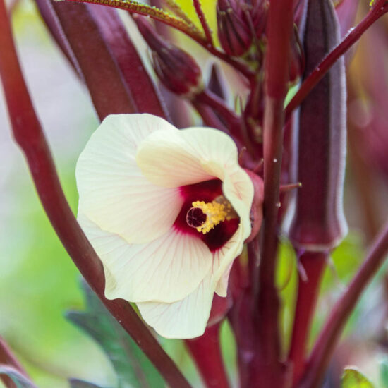 French Quarter Pink Hybrid Okra Seed