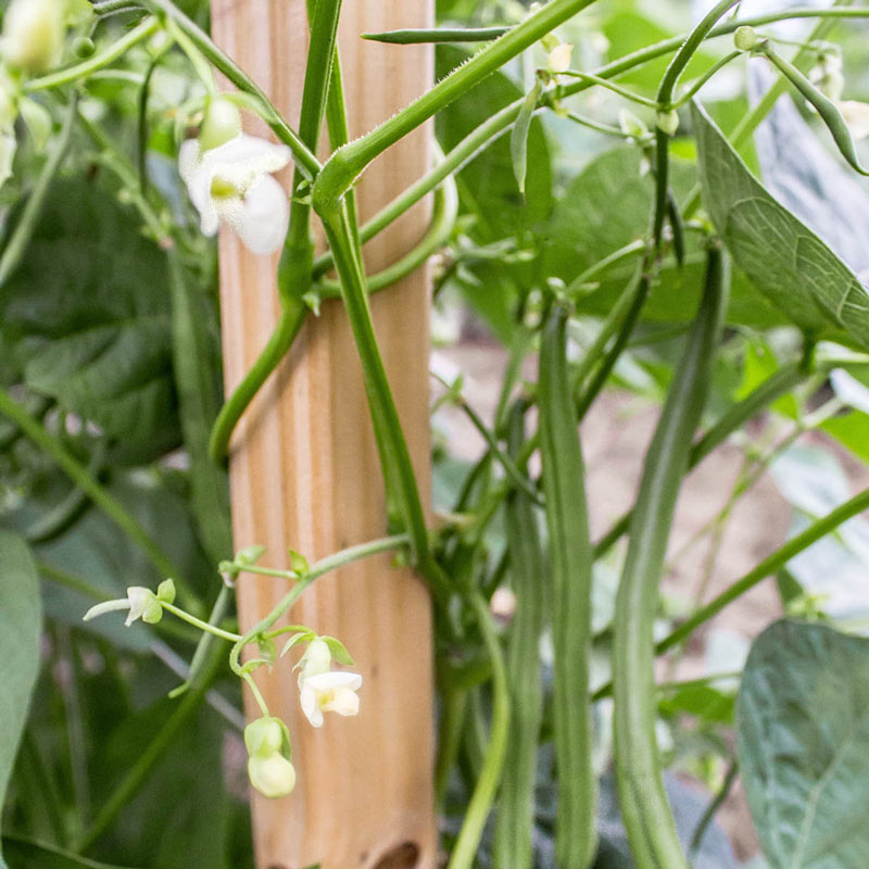 Seychelles Pole Bean Seed