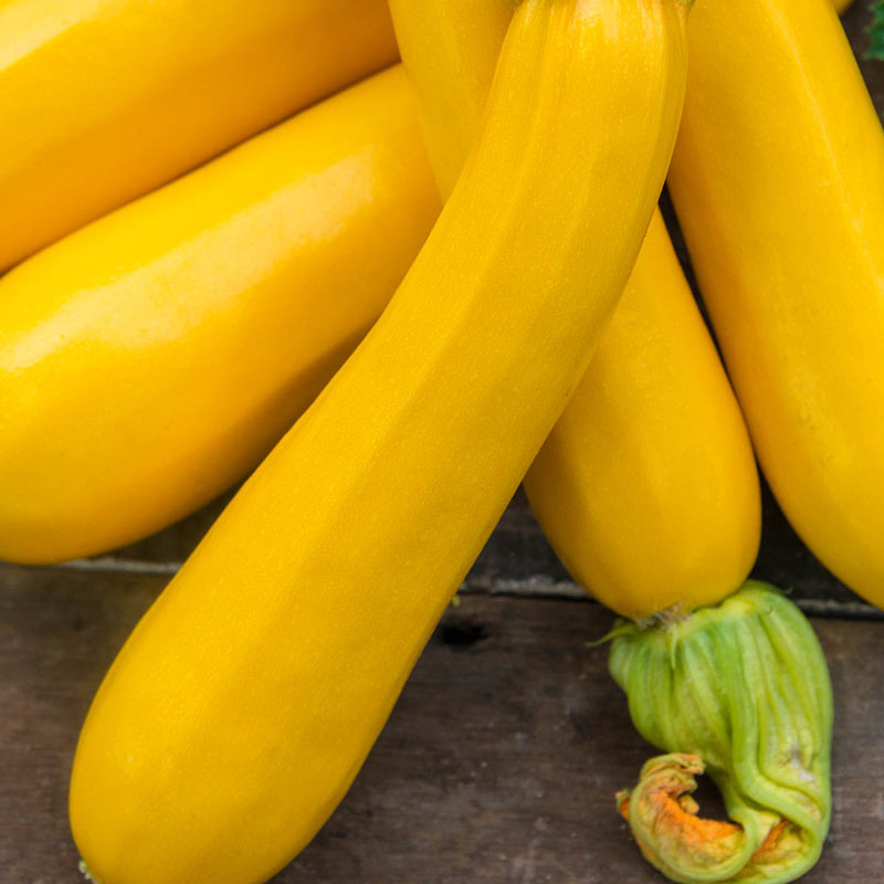 Maxs Gold Hybrid Summer Squash Seed