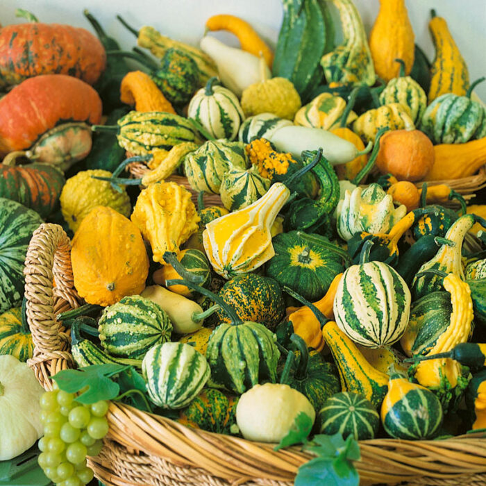 Harvest Wings Hybrid Gourd Seed