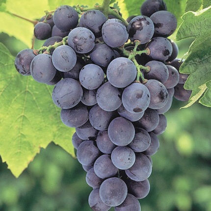 Everest Seedless Grape Vine