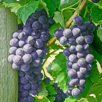 Everest Seedless Grape Vine