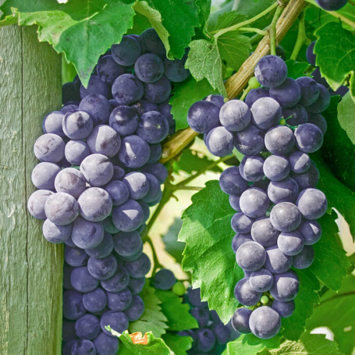 Everest Seedless Grape Vine