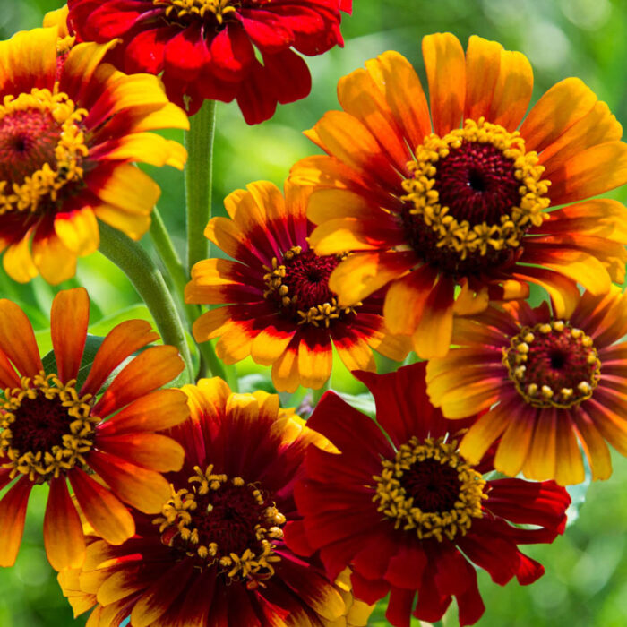 Sombrero Zinnia Seed