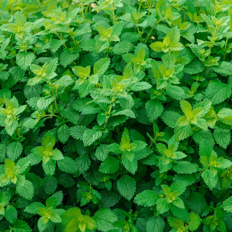 Lemon Balm Herb Seed