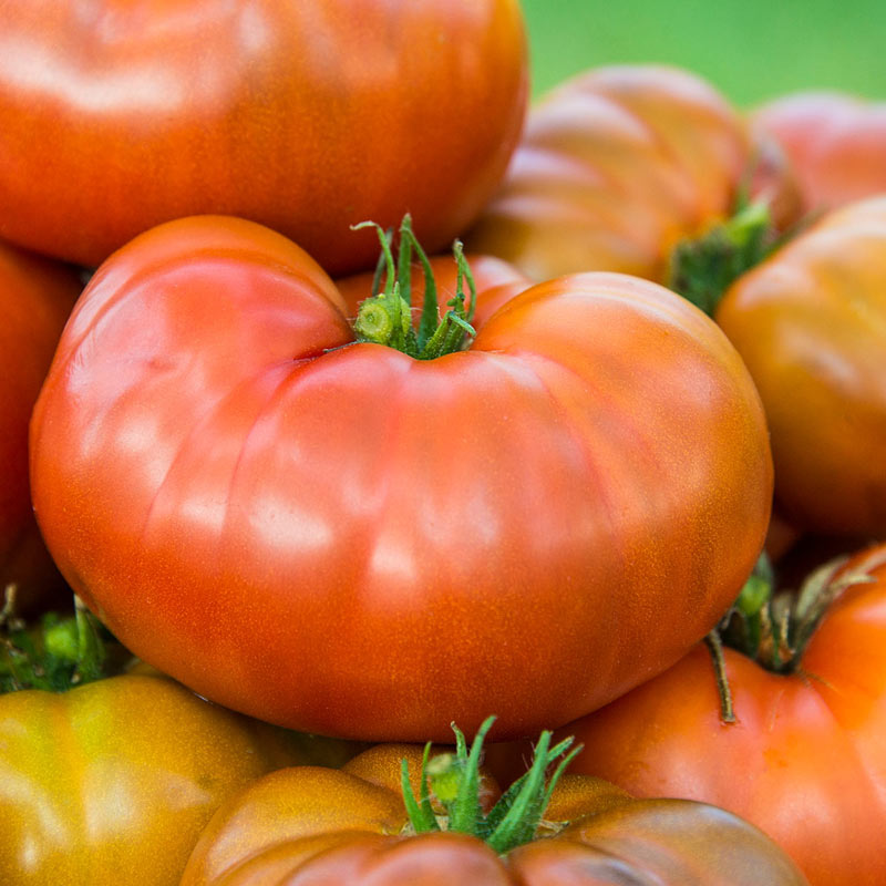 Tasmanian Chocolate Tomato