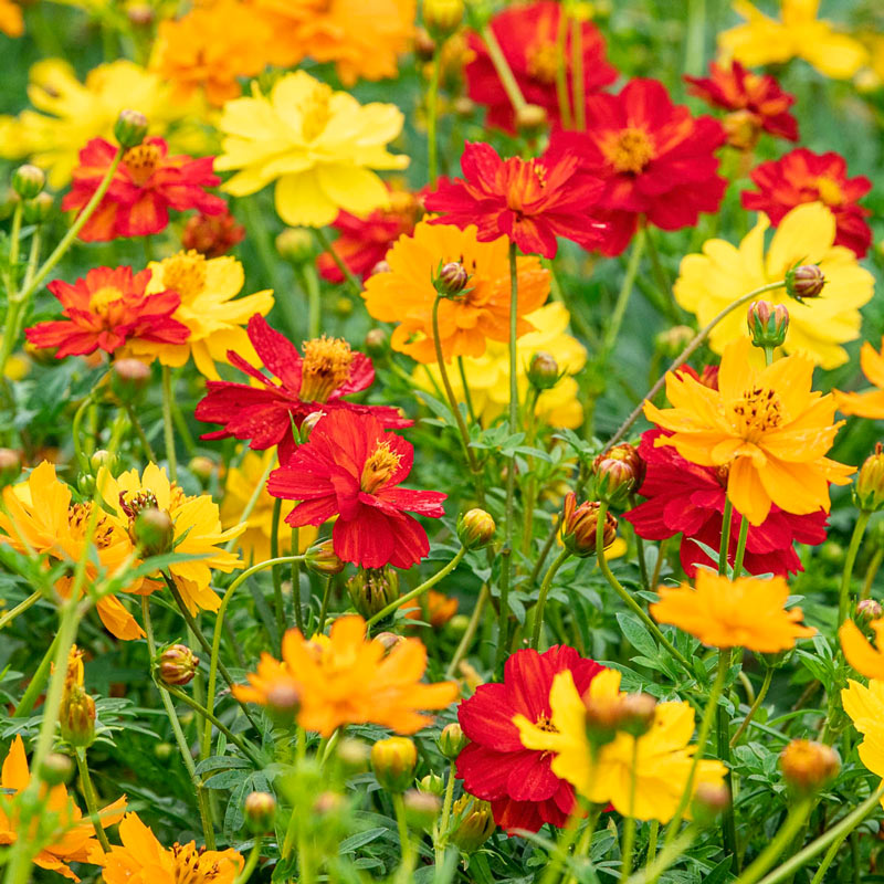 Dwarf Sulphur Cosmos