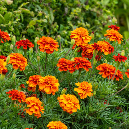 French Fireball Marigold