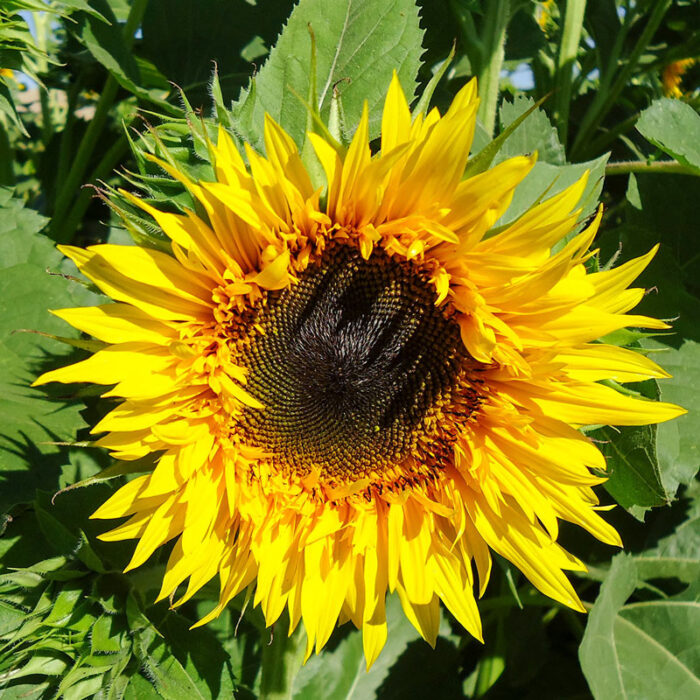 Starburst Panache Hybrid Sunflower