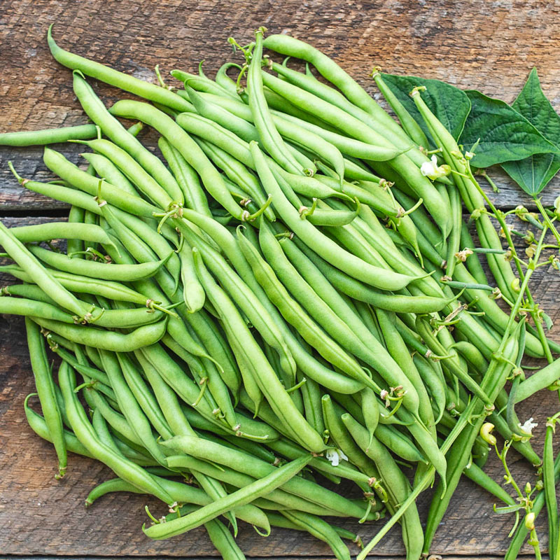 Cantare Bush Bean Seed