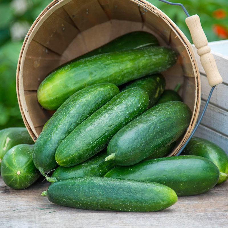 Ofelie Hybrid Slicing Cucumber Seed