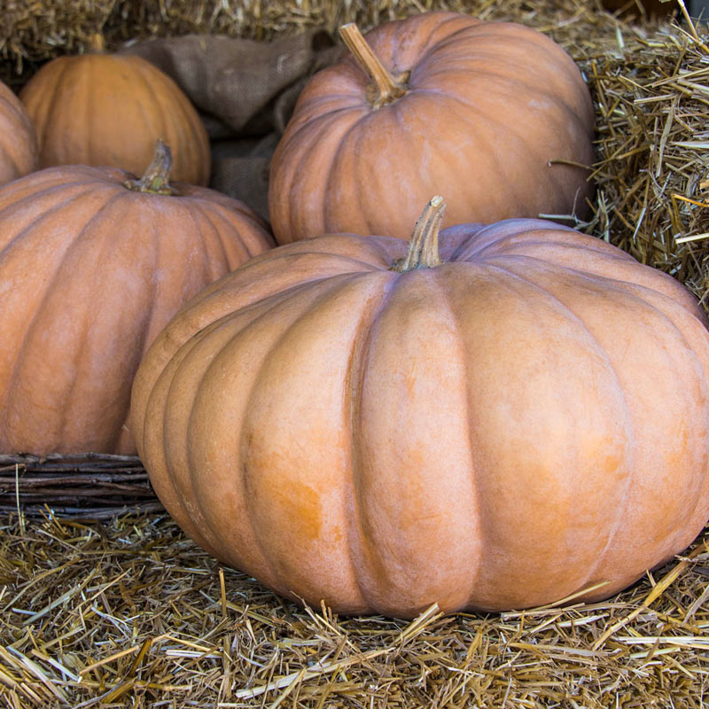 Autumn Buckskin Hybrid Pumpkin