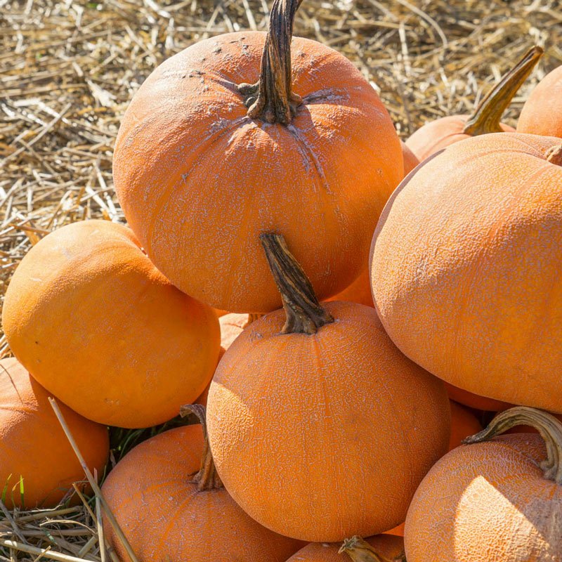 Winter Luxury Pumpkin