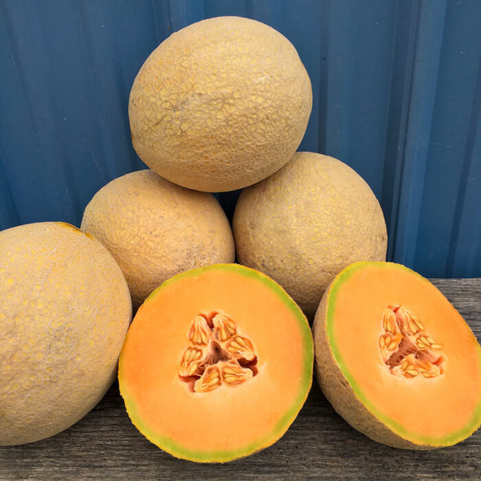 Sugar Rush Hybrid Melon