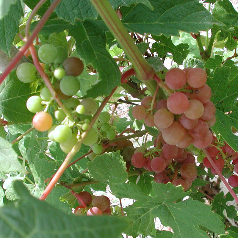 Tickled Pink Grape Vine