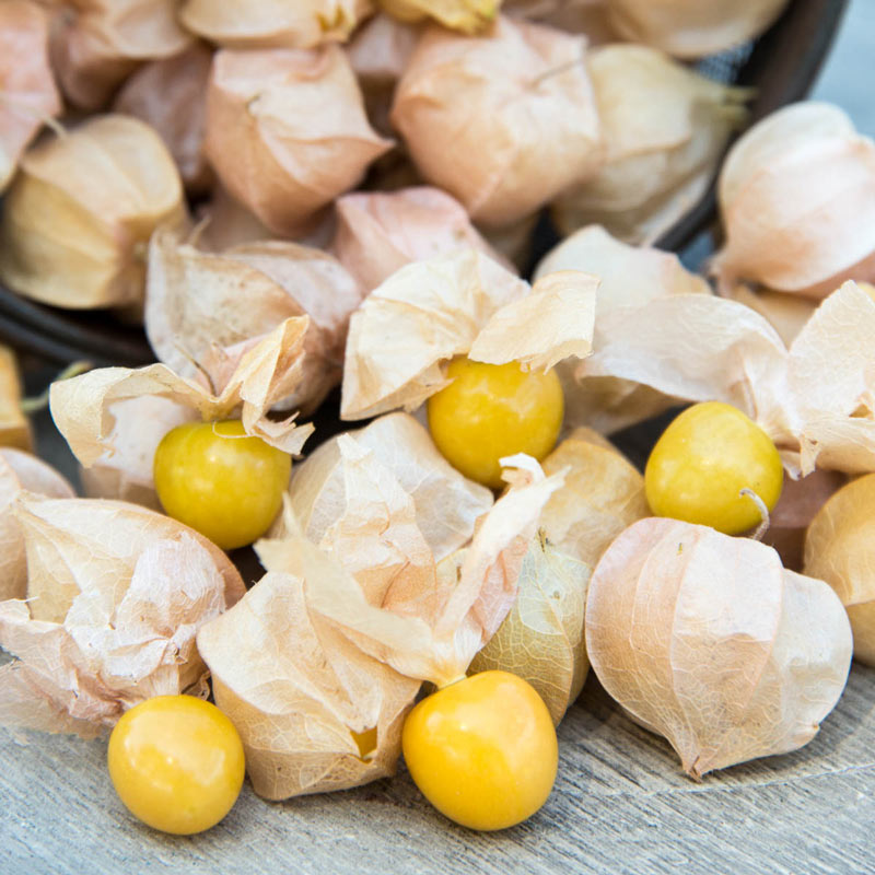 Aunt Mollys Ground Cherry Tomato