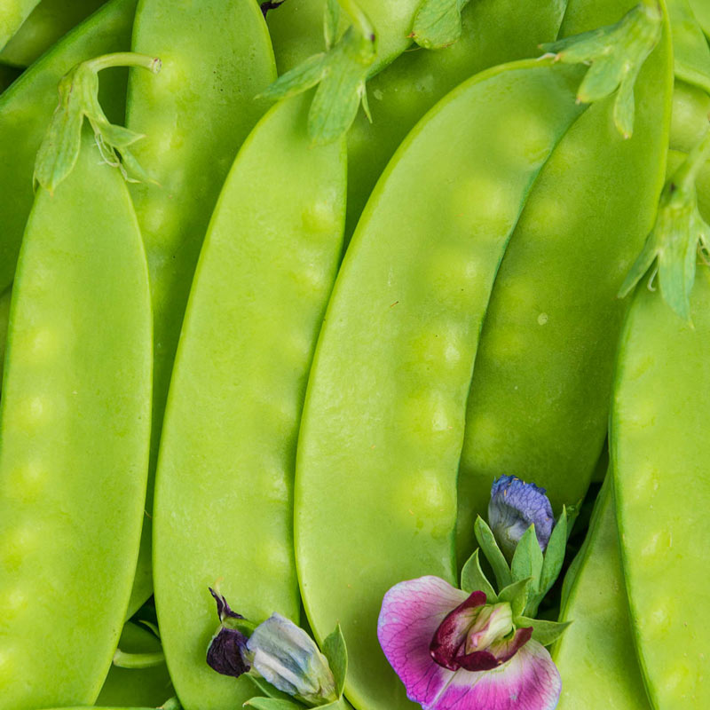 Green Beauty Snow Pea - Untreated Seed