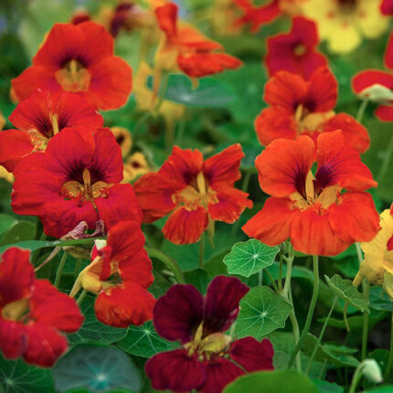 Dwarf Compact Mixed Nasturtium Seed