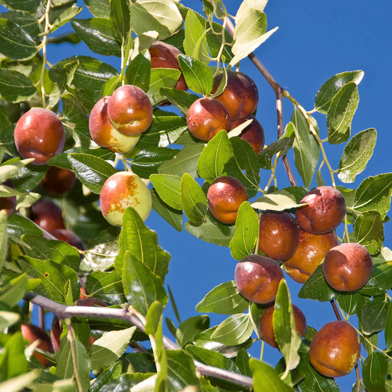 Li Jujube Tree