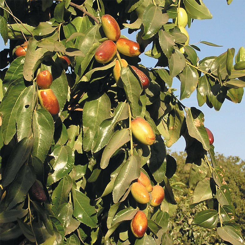 Super Sweet Jujube Tree