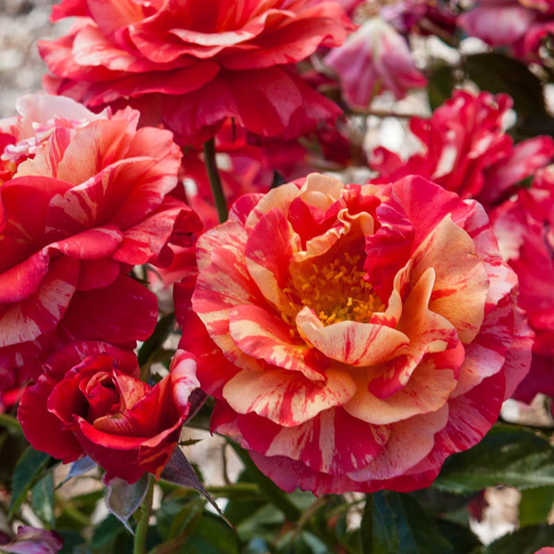 Frida Kahlo Floribunda Rose